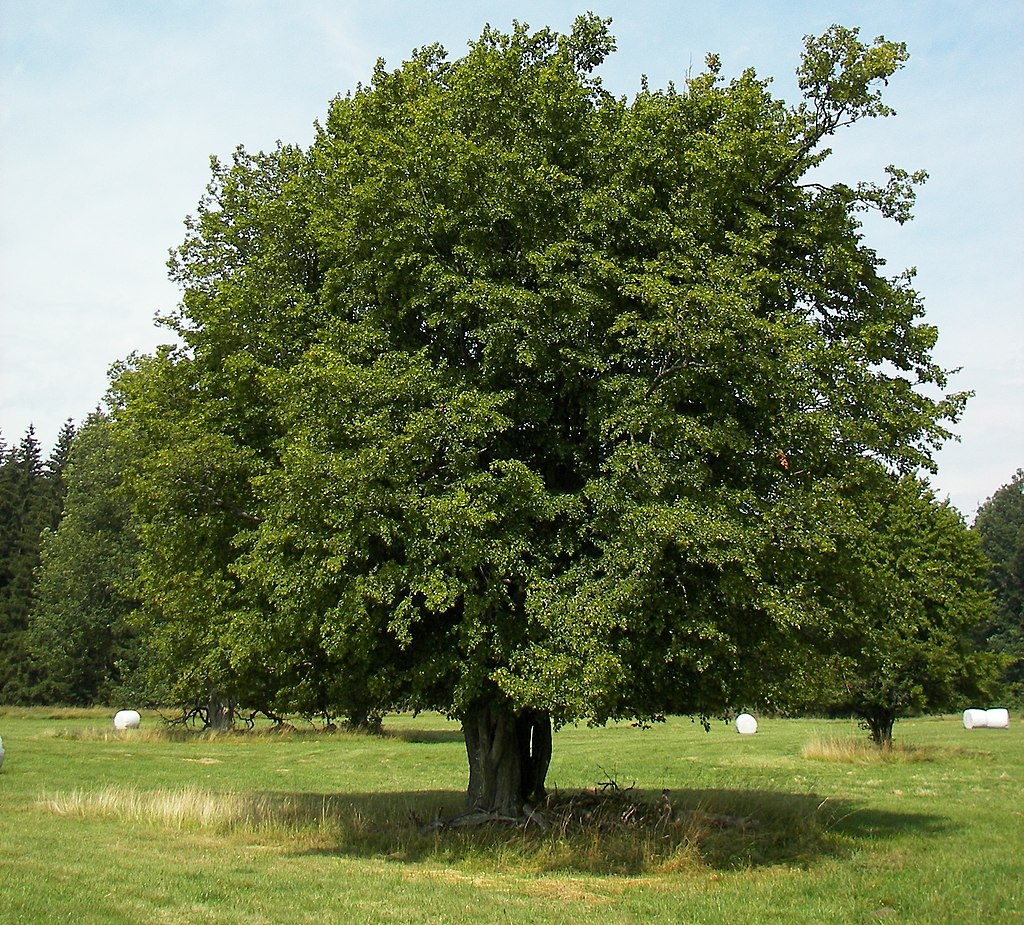 Gyertyán