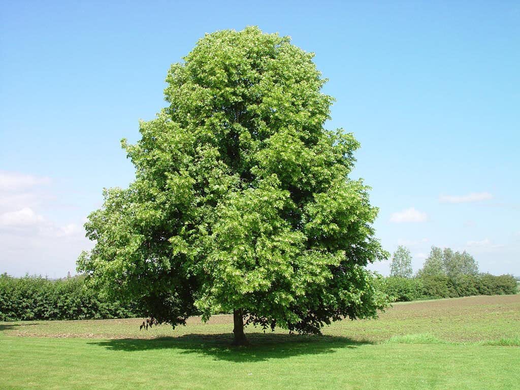 Kislevelű hárs