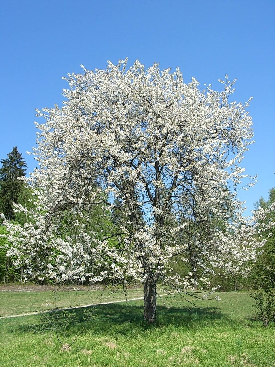 Madárcseresznye